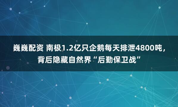 巍巍配资 南极1.2亿只企鹅每天排泄4800吨，背后隐藏自然界“后勤保卫战”
